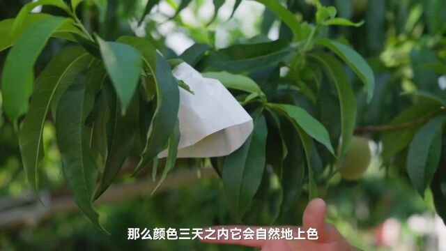 果园种植小技巧:可脱卸的果袋和可移动的反光膜