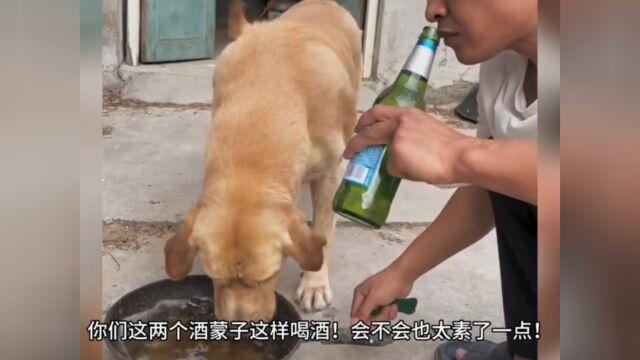 狗狗也疯狂