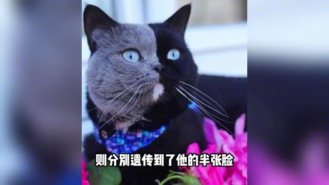 如果你的猫有这几个特征!他可能携带“怪兽”基因