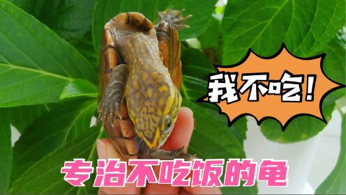 养龟入坑指南｜乌龟不吃东西的原因及解决办法！_高清