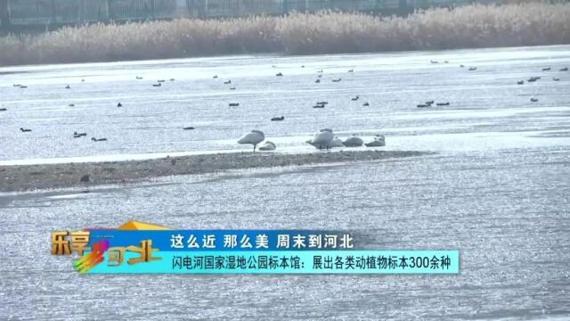 这么近,那么美,周末到河北丨闪电河国家湿地公园标本馆:展出各类动植物标本300余种