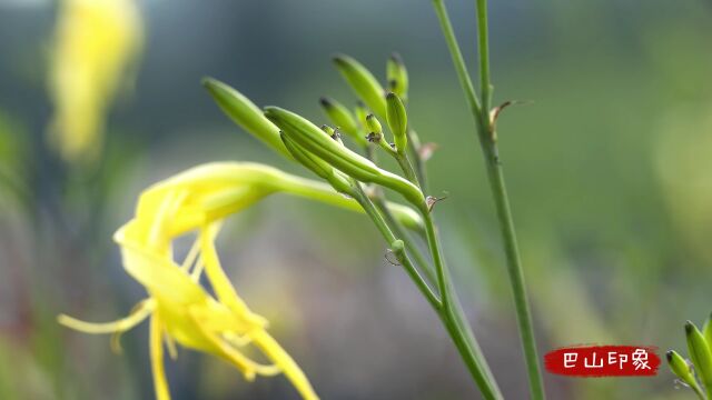 莫道农家无宝玉 遍地黄花是金针 渠县2023年黄花艺术节掠影