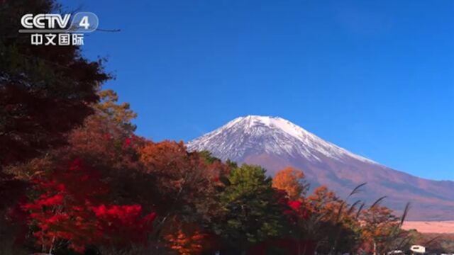 日本多地红叶如画赏枫正酣,美景宛如画卷