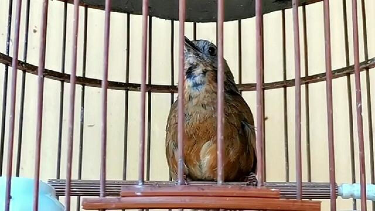 这种鸟叫白腹幽鹛,外表并不艳丽,叫声却十分好听!#白腹幽鹛 #养鸟 #鸟