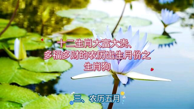 十二生肖大富大贵、多福多财的农历出生月份之生肖狗