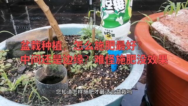 盆栽种植,哪里施肥最好?中间还是边缘?难怪施肥没效果