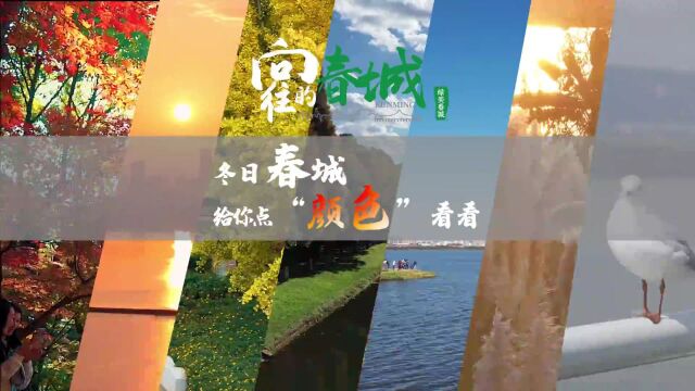 什么?冬天来了?昆明:给你点“颜色”看看