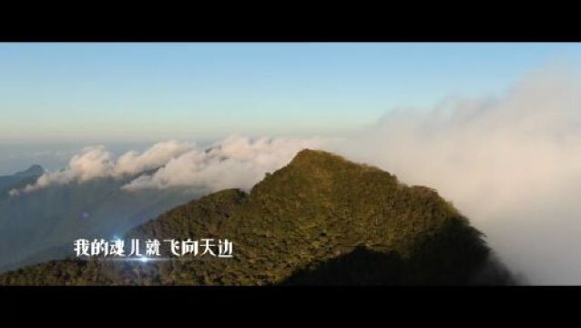 “海南热带雨林国家公园”推广曲《雨林时光》MV上线发布