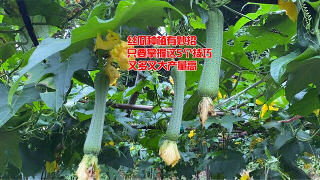 丝瓜种植有妙招,只要掌握这5个技巧,后期丝瓜又多又大产量高