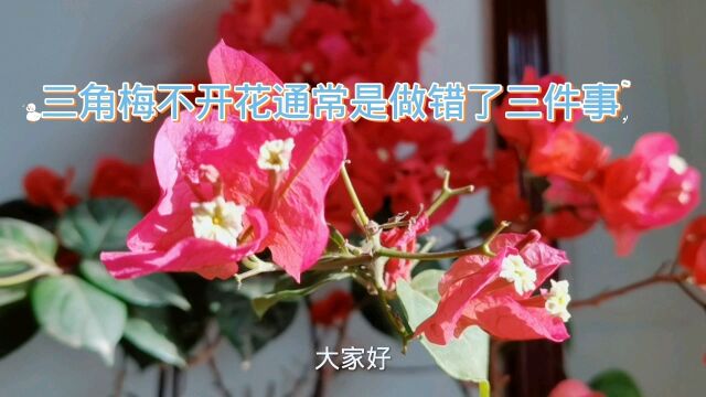 三角梅不开花通常是做错了三件事