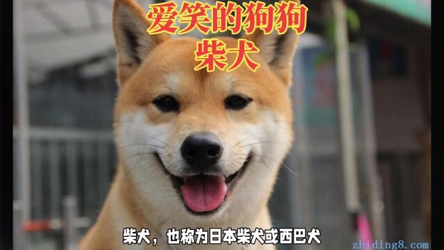 爱笑的柴犬:聪明、有责任感和忠诚度