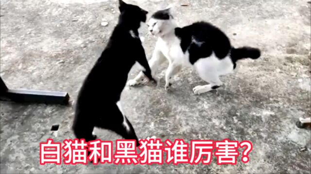 白猫和黑猫谁厉害,看完才知道