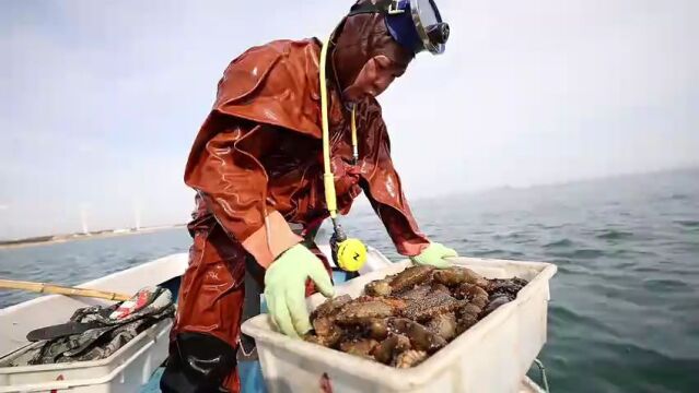 威海荣成市:碧海蓝天好生态 海参丰收捕捞忙