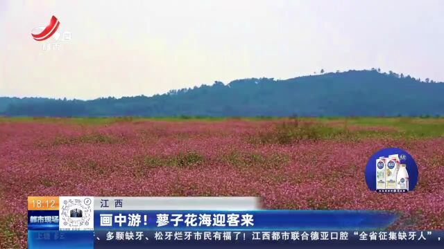 江西:画中游!蓼子花海迎客来