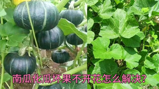 南瓜不开花结瓜?南瓜病害坏果化瓜?不用愁?方法技巧都在视频里