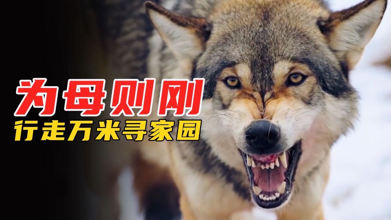 狼妈妈为延续狼王的“血脉”,不惜步行万里重建狼群,感人纪录片_高清1080P在线观看平台_腾讯视频