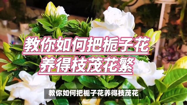 教你如何把栀子花养得枝茂花繁