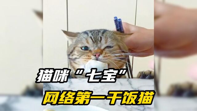 猫咪“七宝”坐拥百万粉丝 网友:网络第一干饭猫