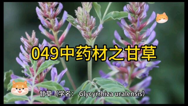 049中药材知识分享之甘草