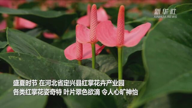 河北定兴:百花开 幸福来