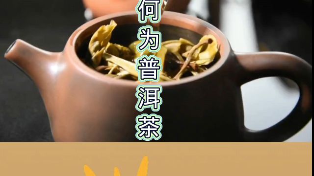 什么是普洱茶