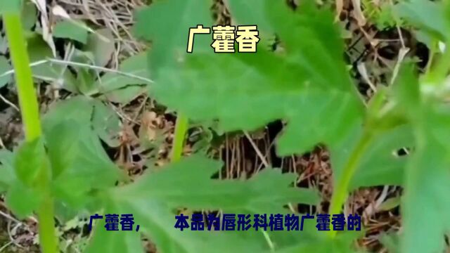 “广藿香”日常生活小记