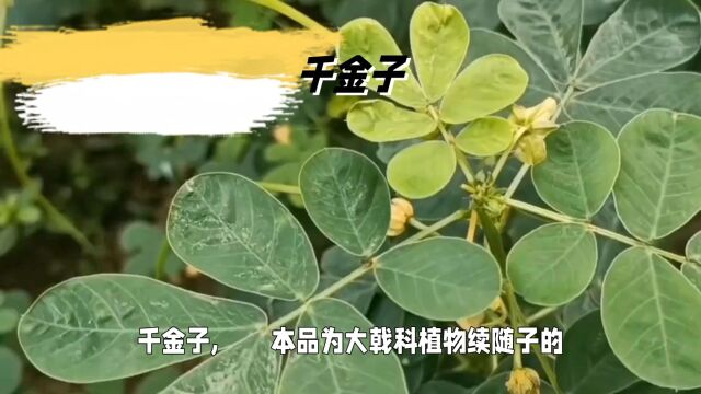 “千金子”日常生活小记