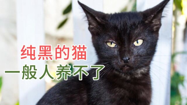 纯黑的猫一般人养不了