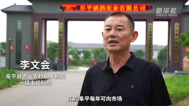 河北阜平:硒鸽产业为乡村振兴插上“翅膀”