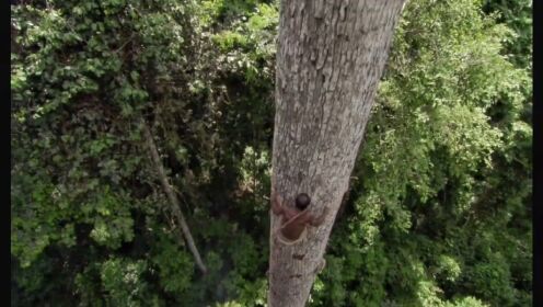 为了妻儿老小的食物，巴卡勇士攀爬40米大树获取蜂蜜。