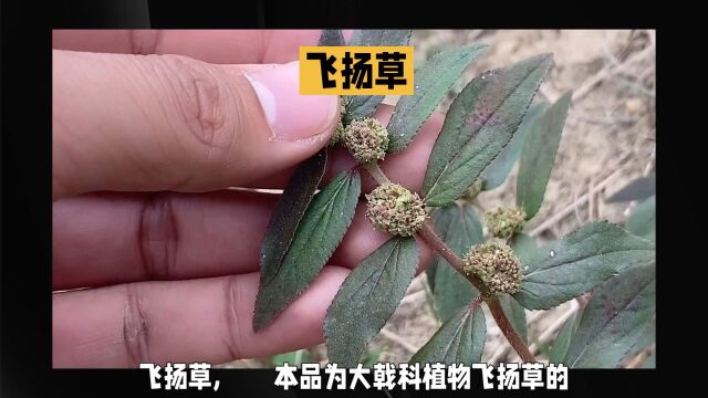 “飞扬草”每日一味中草