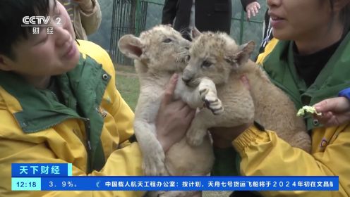 重庆永川：双胞胎非洲狮宝宝首次走出户外与游客见面