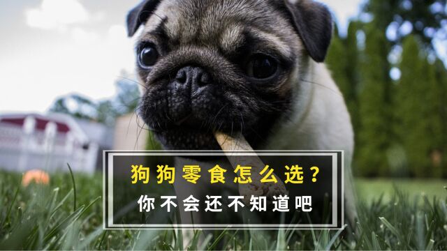 狗狗零食怎么选?买精不买多