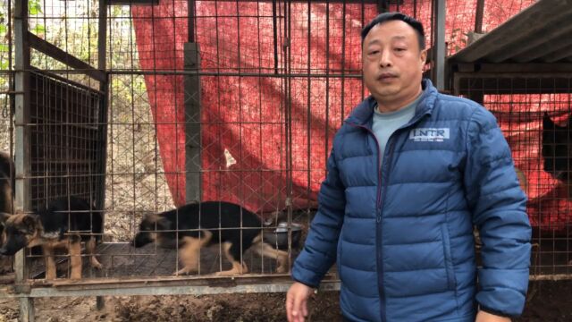 纯种德国牧羊犬,两母3个月,父母都是名犬后代来欣赏下这一大家