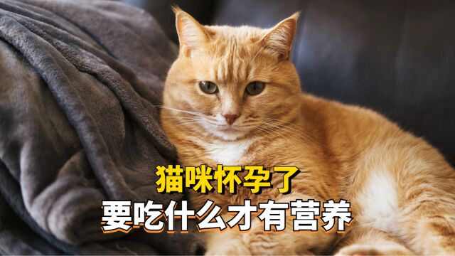 猫咪怀孕了,要吃什么才有营养?