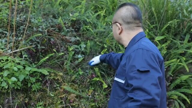 山里口渴没水了,一定要认识这株植物,肾蕨,你的家乡有吗?