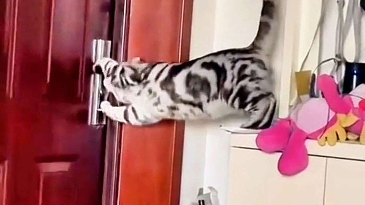 盘点那些自己会开门的小猫咪_高清1080P在线观看平台_腾讯视频