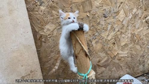 三只小猫咪的日常生活，小白又在被虎皮猫揍了，要不要帮忙呢