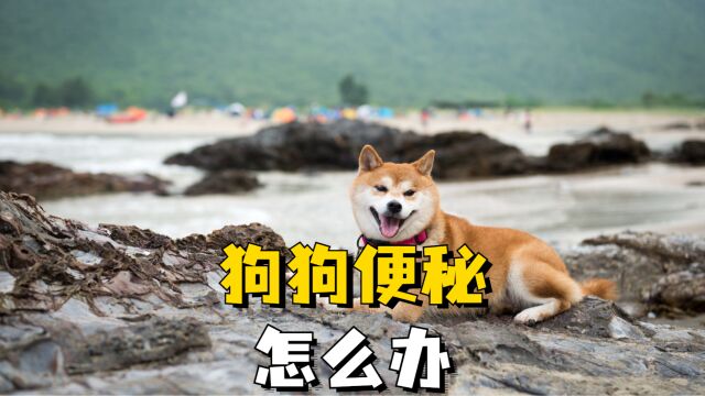 狗狗便秘怎么办?