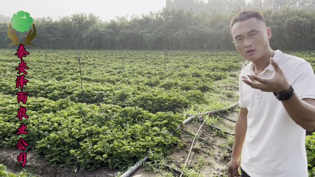 建德红草莓苗2023年报价 栽植建德红草莓苗的时间选择