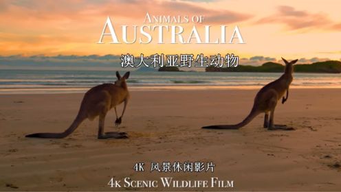 澳大利亚野生动物 | 4K 风景休闲影片