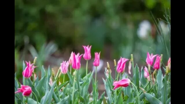 孤独的空巢,女婿遭岳母药物侵害,妻子目睹真相,引发家庭危机