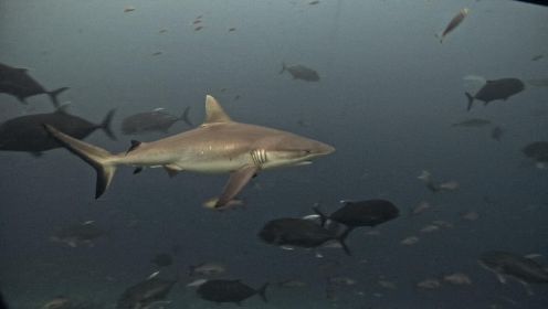 追踪巨型鱼第二季英文版_第7集_预告_一不小心钓到了鲨鱼？！