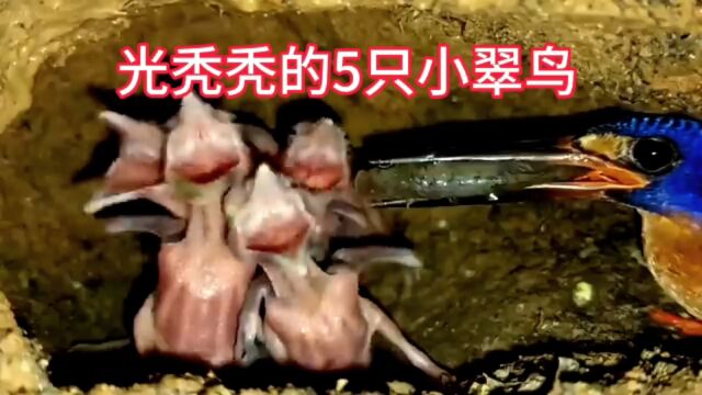 光秃秃的5只小翠鸟