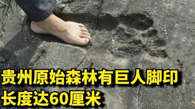 贵州原始森林有巨人脚印,长度达60厘米,更有村民看到巨人背影