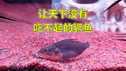 非常好用的开口粮!一直不开口的乌龟和鱼都可以尝试,很管用!_高清1080P在线观看平台_腾讯视频