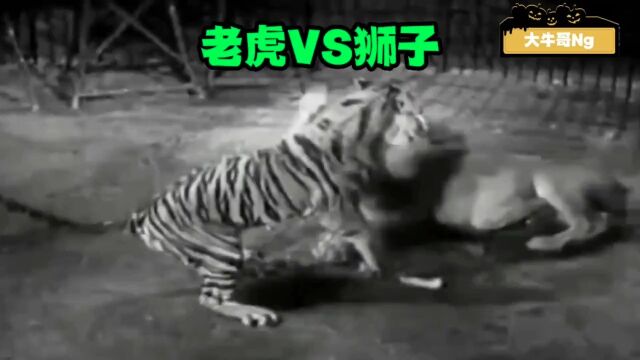 老虎VS狮子,究竟谁更厉害?公平客观解说!动物世界精彩片段狮虎大战