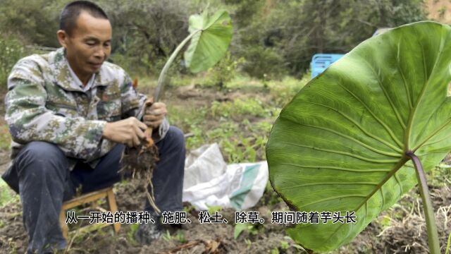 农村经济复兴