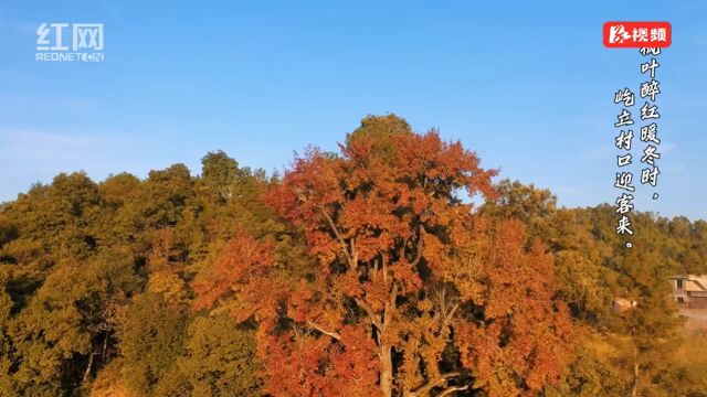 视频丨新田:枫叶醉红暖冬时 屹立村口迎客来