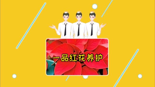 第143期|简单几步,让一品红重新开花